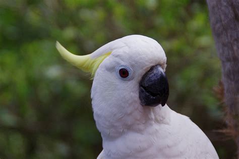 Kakadu bird for sale. Things To Know About Kakadu bird for sale. 